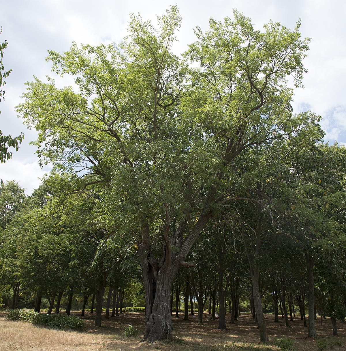 Morus alba